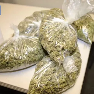 Available quality Marijuana strains…53 best weeds strains