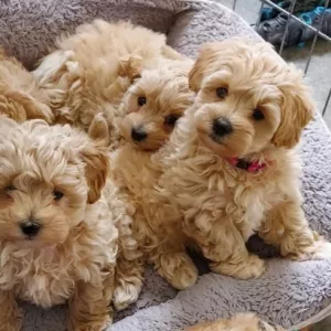 Beautiful Maltipoo Puppies.