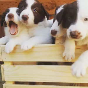 Gorgeous Border Collie puppies,