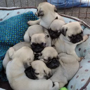 Cute pug puppies,