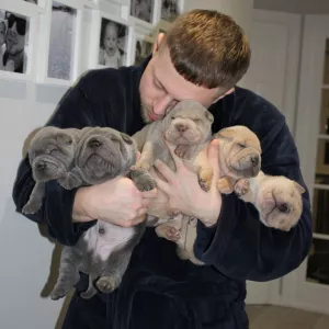 Enastående Shar Pei-valpar,