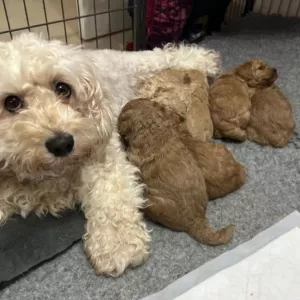 Vackra Cavapoo valpar,