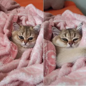 Британская кошечка - короткошерстная золотая шиншилла