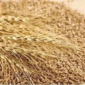 Закупка зерновідходів, некондиції. Працюємо з посередниками