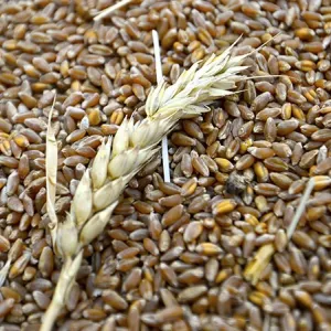 Куплю зерновідходи, некондицію.