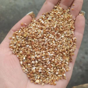 Проділ гречаний