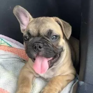 Продам французских бутузов