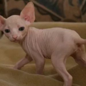 Beautiful Sphynx Kittens available