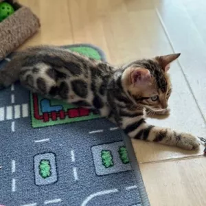 Бенгальские котята