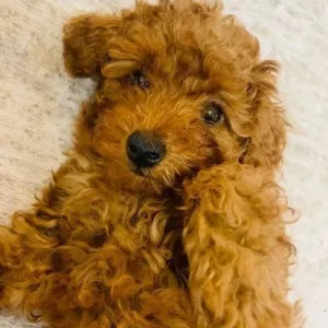 Той-пудели, проверенные на здоровье Осталась 1 девочка.