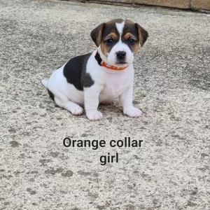 Щенок МИНИ джек-рассел-терьера