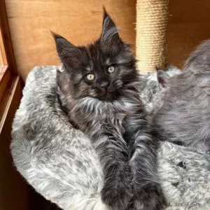 Дымчато-голубые и черные котята мейн-кун