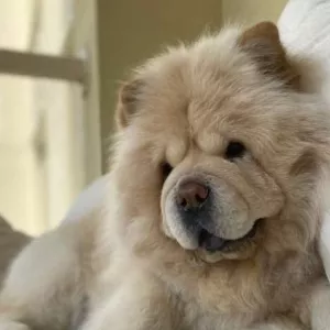 💗💗СИРЕНЕВЫЕ ЧАУ ВЫСОКОГО КАЧЕСТВА💗💗