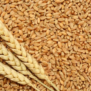 Пшеница, купить зерно в Минске с Доставкой