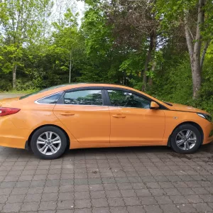 Spredam Hunday Sonata