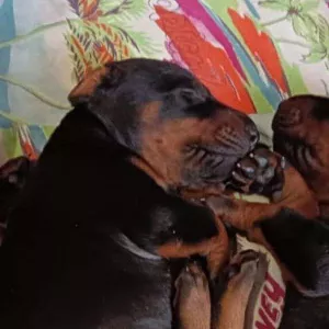 Щенки добермана