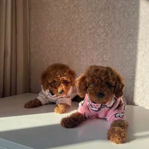 Mini toy poodle puppies available for adoption