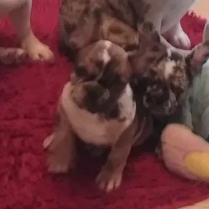 Малыши французики