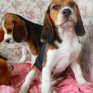 Бигль Щенки Бігль Цуценята (с хорошей родословной. 2 месяца. Готовы