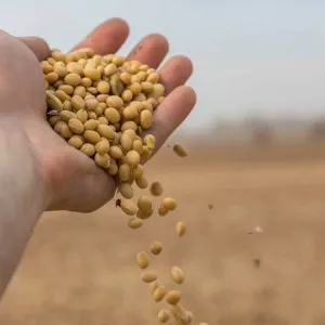 Куплю половинки сої, сою