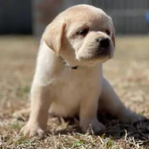 Labrador retriever puppies available for sale now