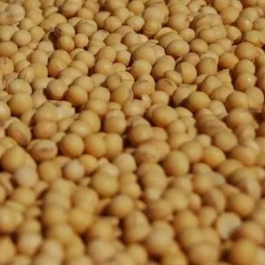 Купуємо з місця сою та половинки сої