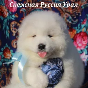 Самоед щенки.Медвежий тип.