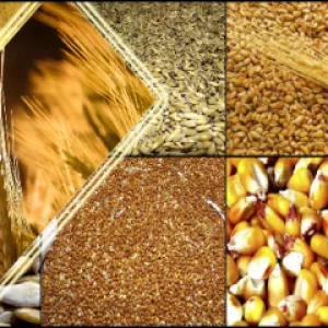 Закуповуємо зерновідходи