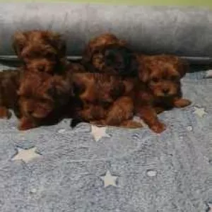 Маленькие Йрки-пу готовы для переезда в новую семью