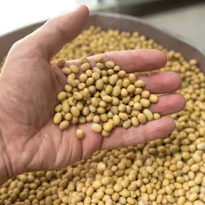 Купуємо сою та половинки сої.