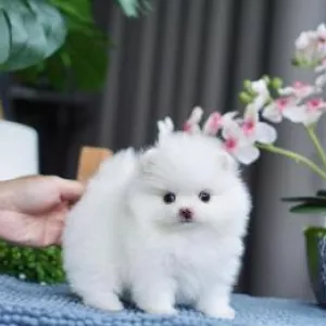 Friendly Teacup Pomeranian Puppies available for new homes 
