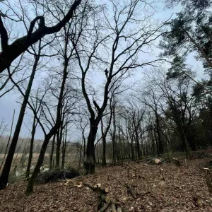 Спил дерев Київ.