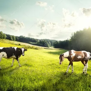 Купуємо у населення корів, коней, лошат, бичків, телиць, телят