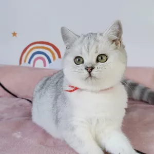 Британские котята