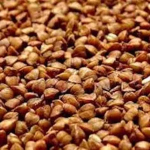 Гречка оптом. Зерно гречки.