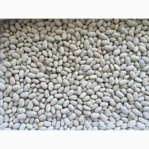 Посівна Квасоля