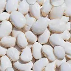 Посівна Квасоля. Насіння квасолі.