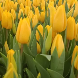 Тюльпаны жёлтые. Букеты + бонус