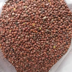 Продам олійну редьку