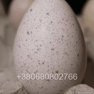 Яйця індиків Біг 6 для інкубації
