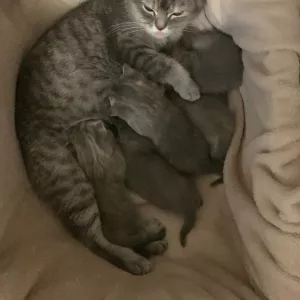 Котята британской шиншиллы!