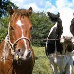 Купуємо коней, корів