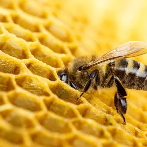 Продам бджоло пакети-сім‘ї