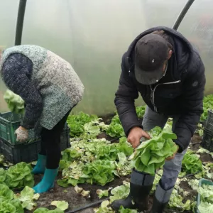 Требуются рабочие для сезонной работы с овощами, Польша