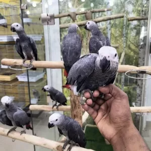 Testowane DNA Afrykańskie papugi szare