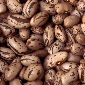 Продам квасолю. Купити квасолю