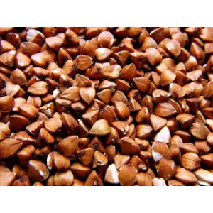 Посівний матеріал гречки на продаж. Гречка посівна опт