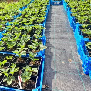 Отличная рассада/саженцы клубника (земляника), малина, мята. В горшках