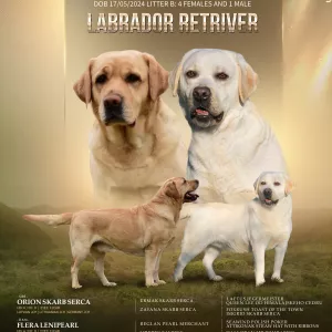 Лабрадор /Labrador