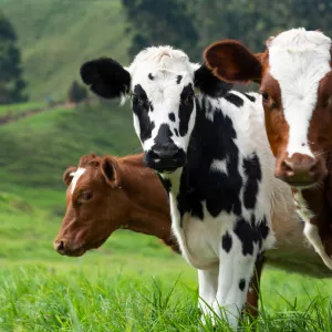 Закуповуємо телят, телиць, корів, коней